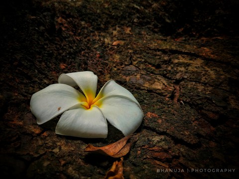 обои photography, wildflower