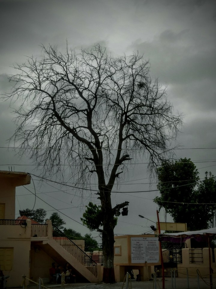 tree