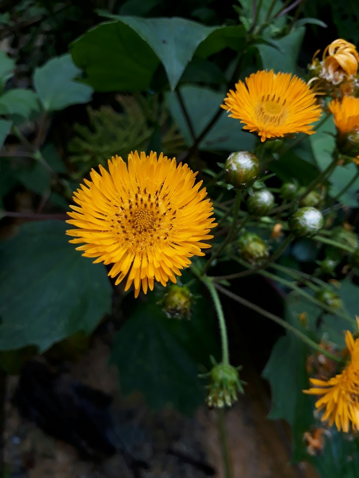 flor amarilla