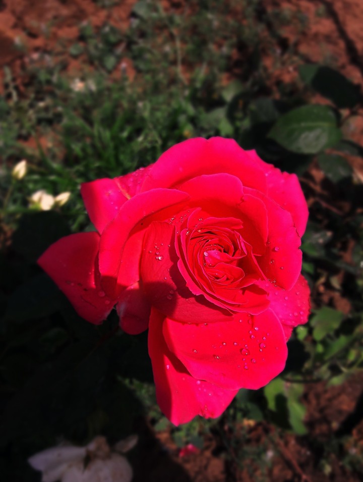 rose flower