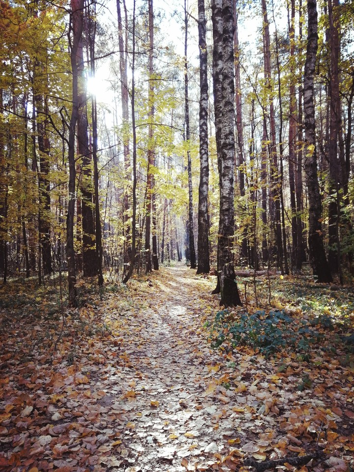 осенний лес