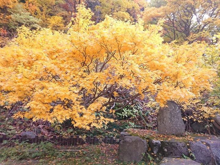 黄色の紅葉