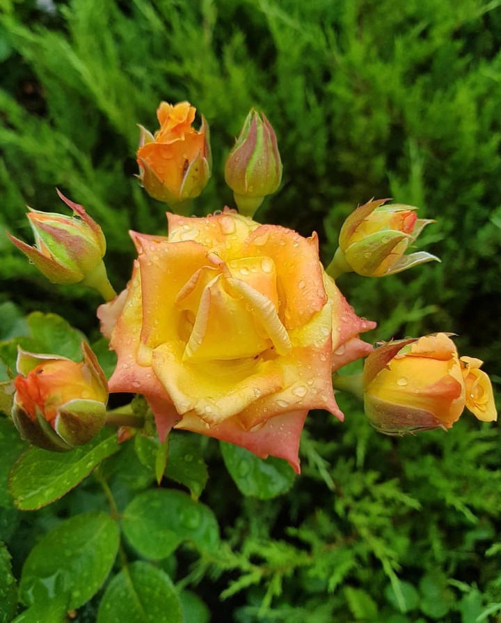 Rose