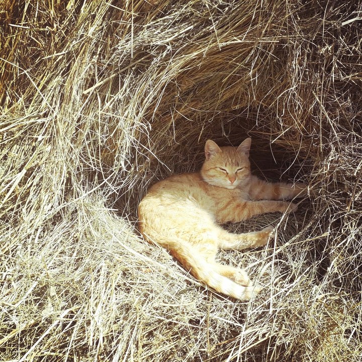 Рыжий кот в сене /  Red cat in hay