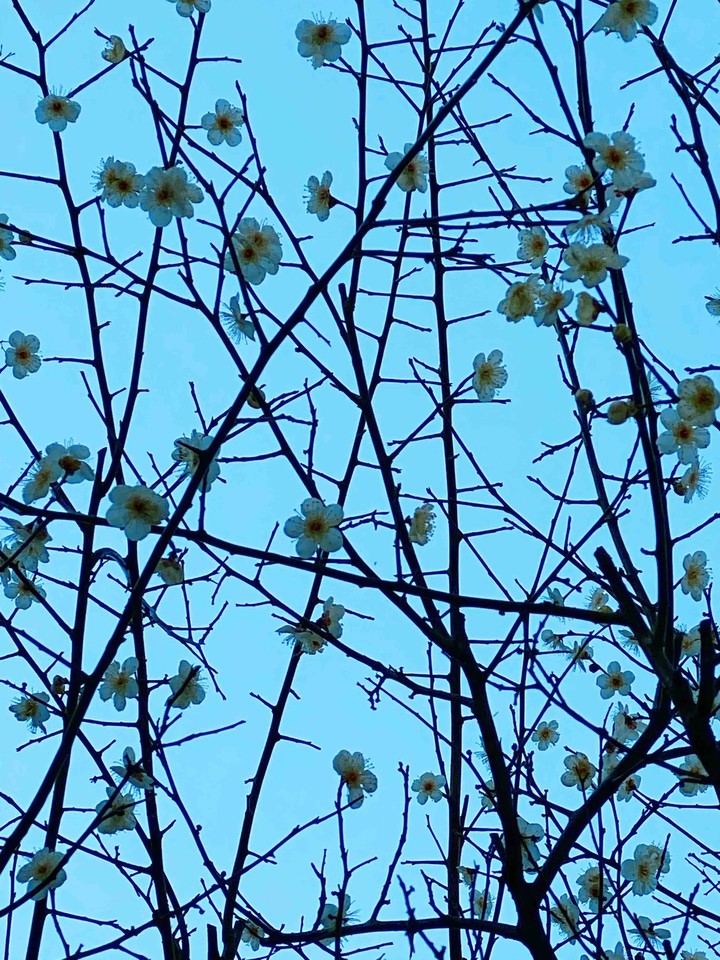good morning flower