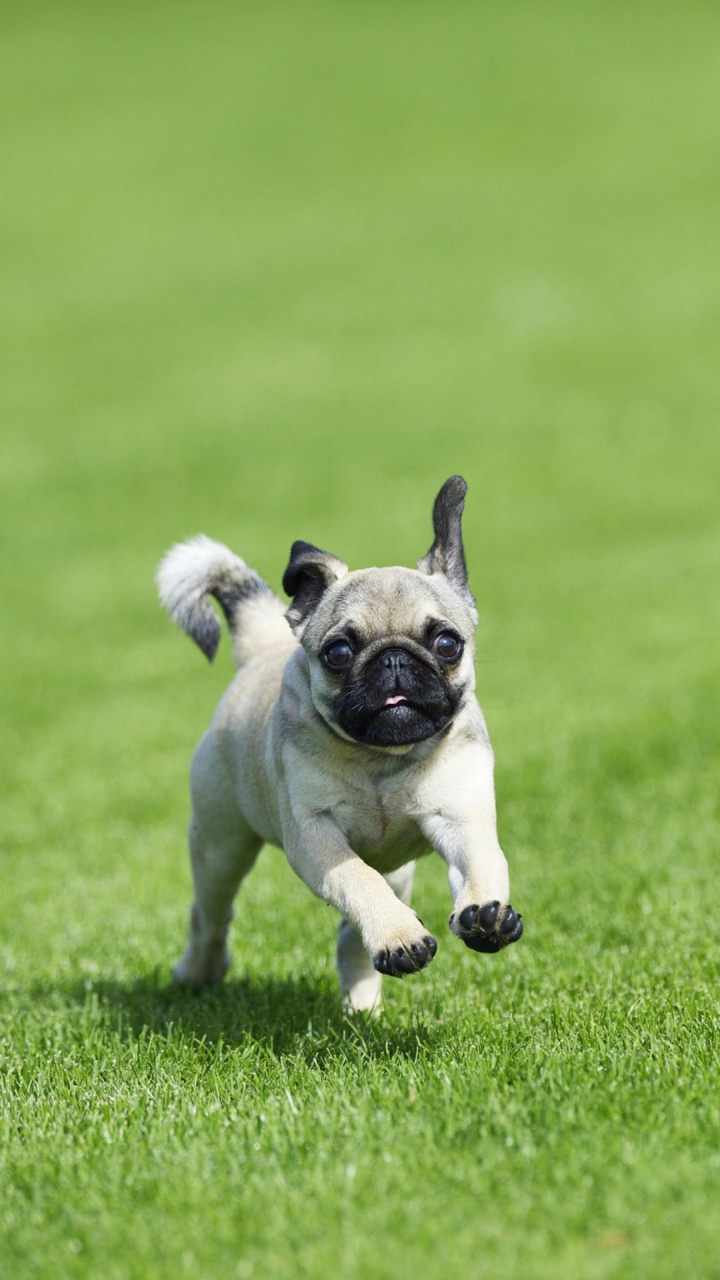 My Dog