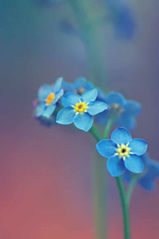 Blue Flowers