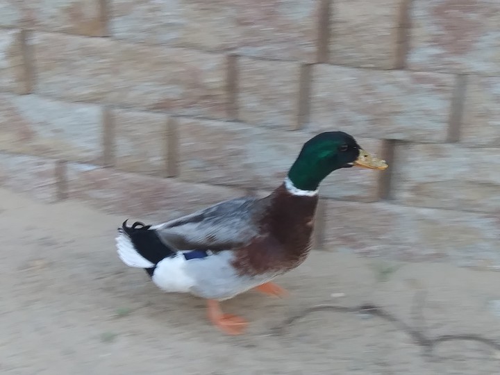 Duck??????