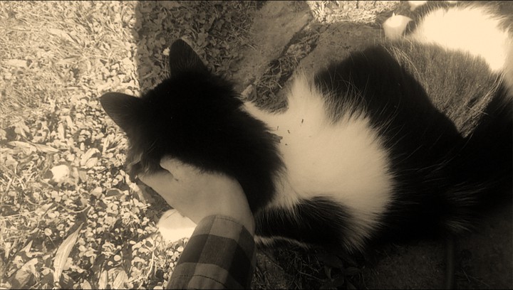 Caress