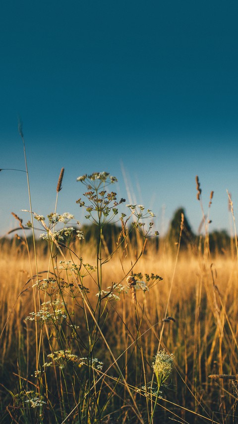plant, grassland wallpapers
