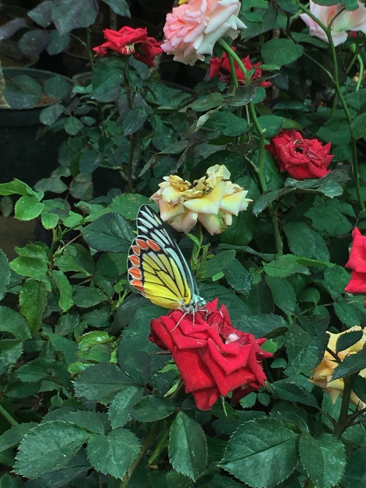 butterfly