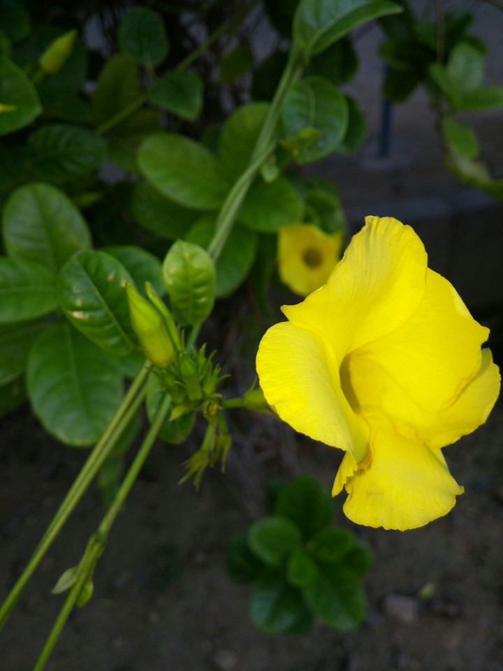 flower