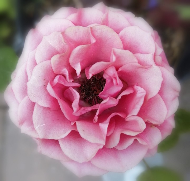 Rose rose