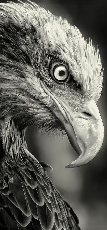 eagle