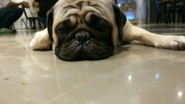 불독