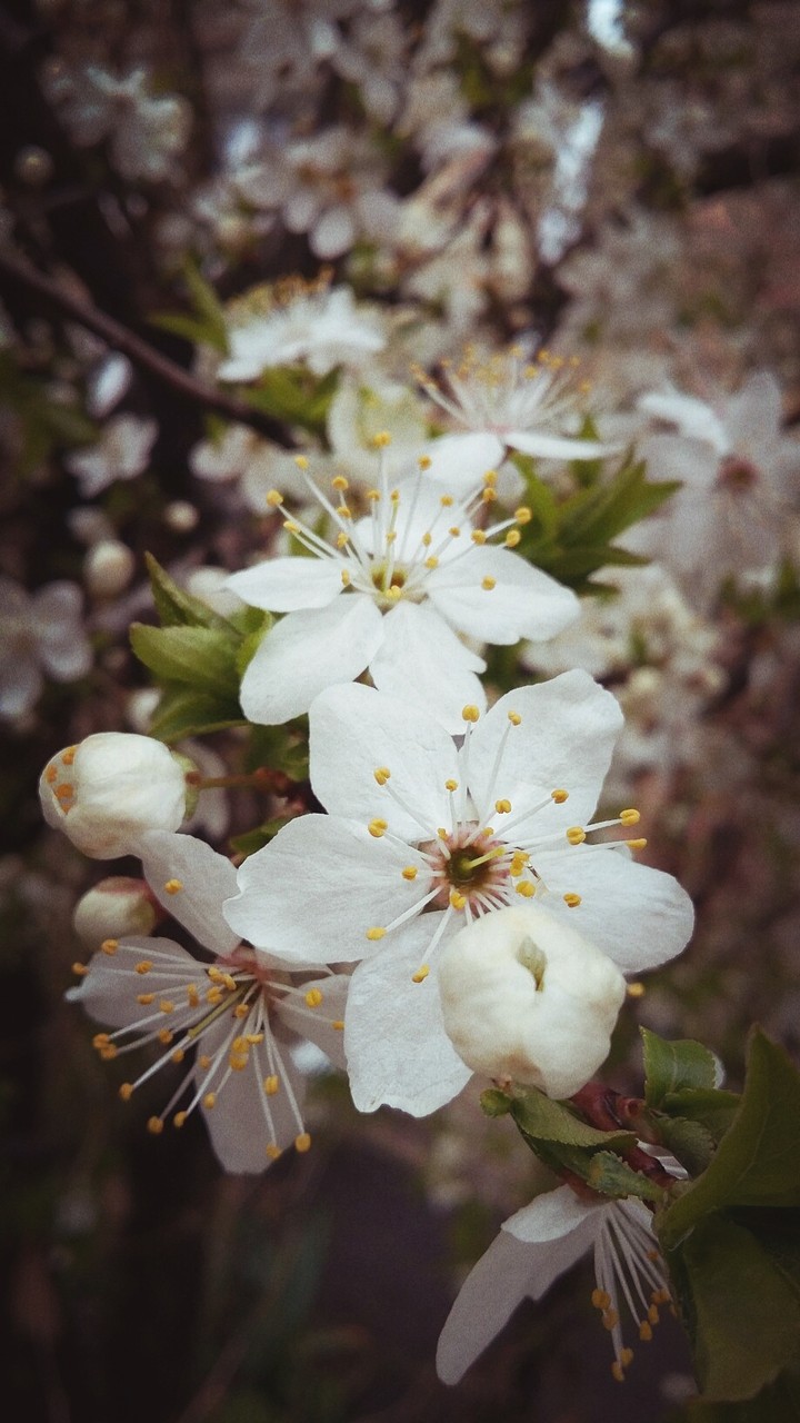 #flower