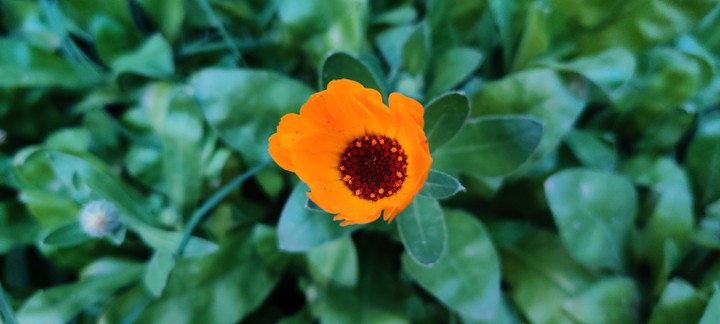 orange beauty