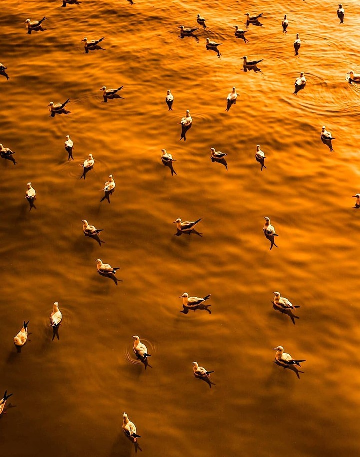 Birds