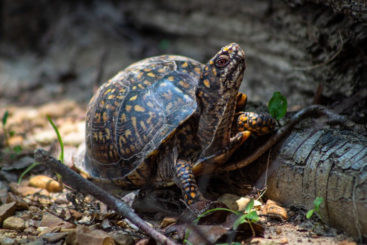 tortoise