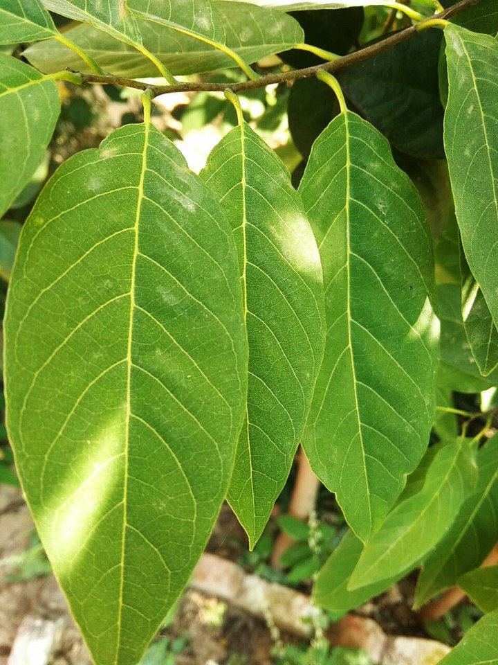 Leaves.