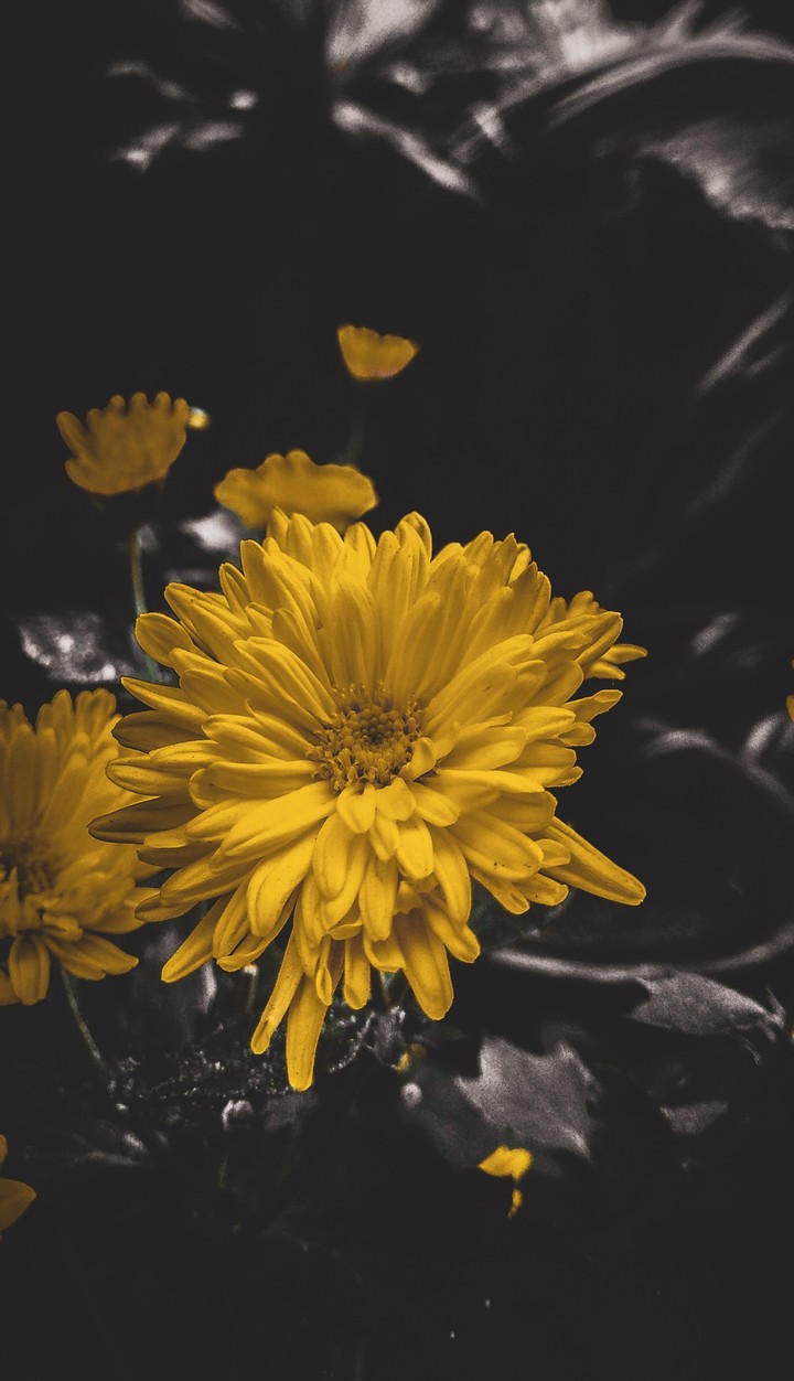 flower