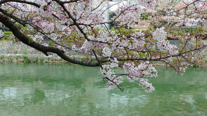 桜