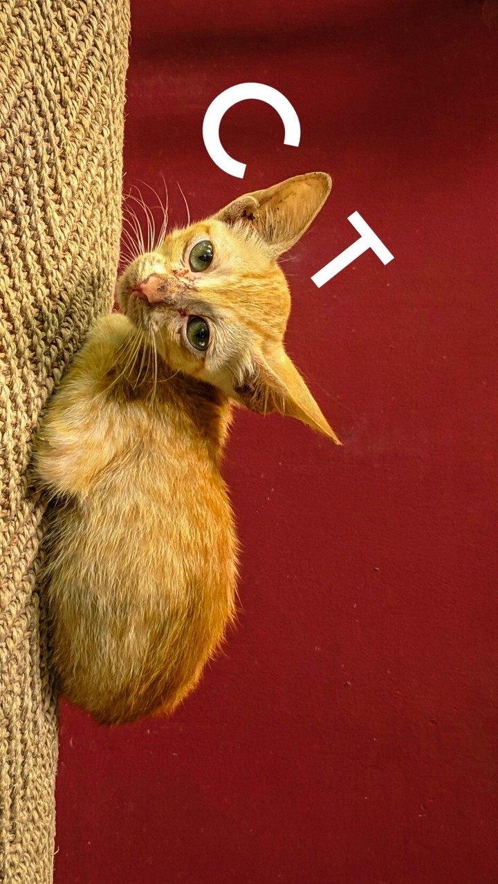 cat