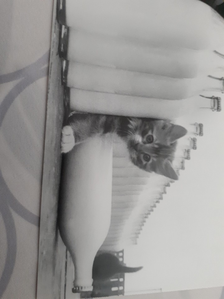 chat