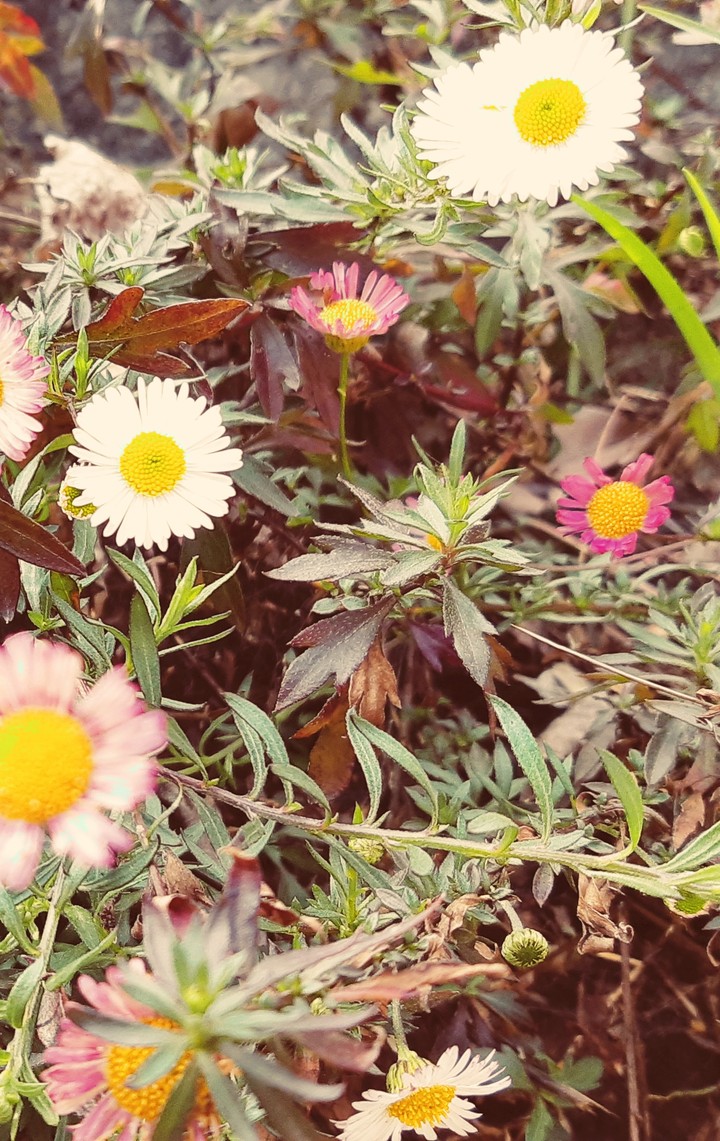 Swinging flower