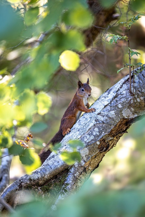 Squirrel, trunk वॉलपेपर