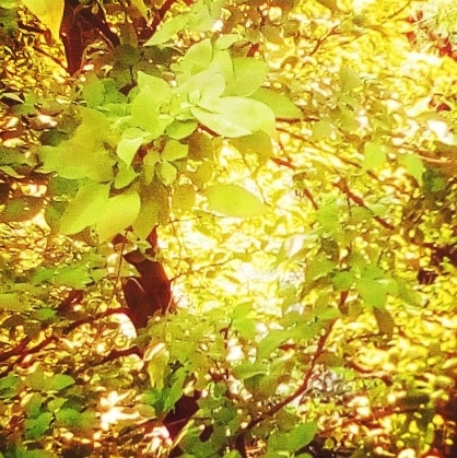 Greenery