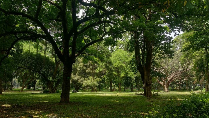 nature