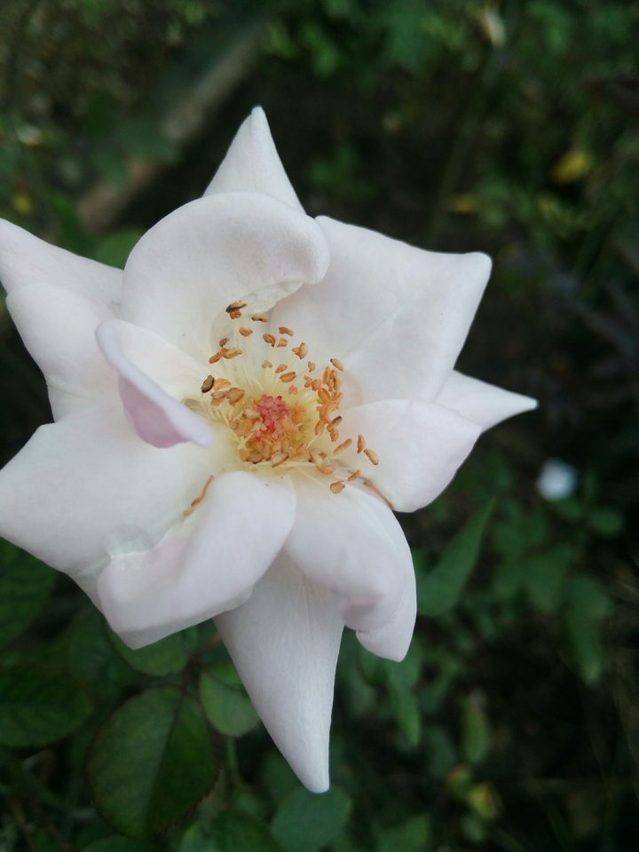 white rose i likes