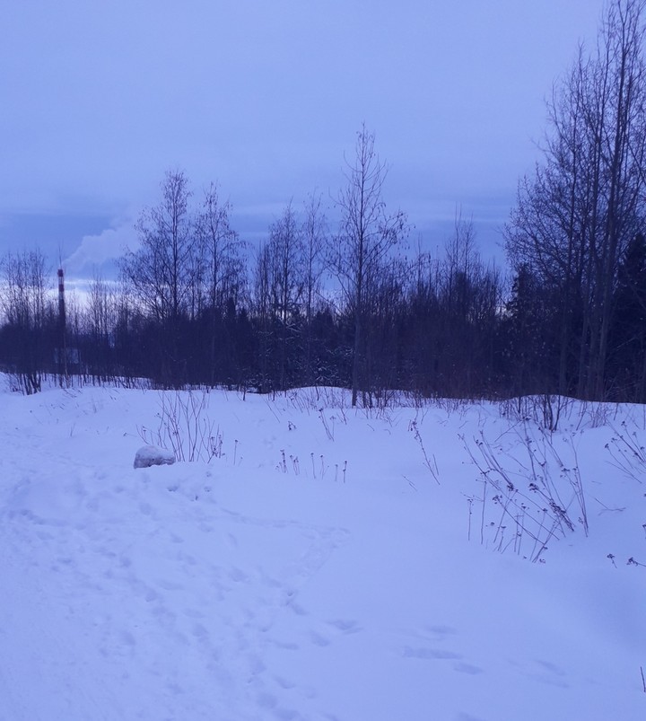 Лес в городе
