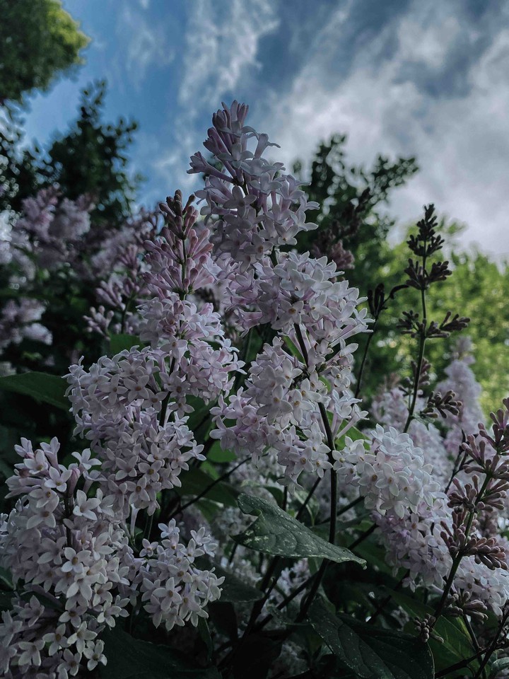 Lilac