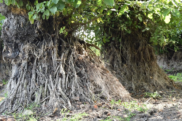 nature