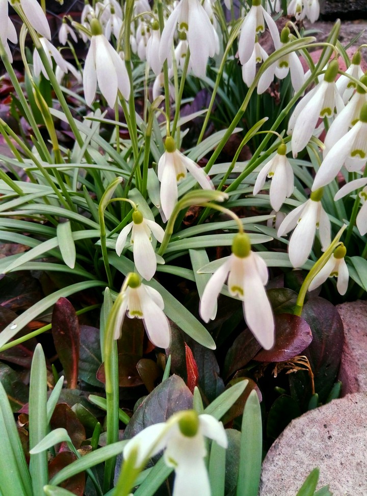spring