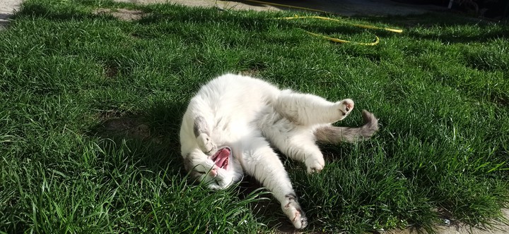 cat