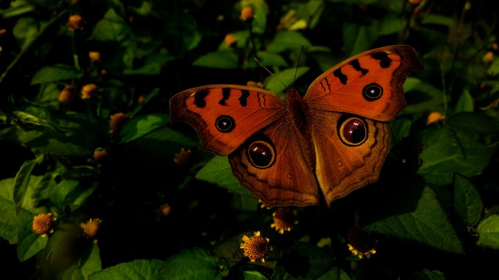 Dreamfull butterfly