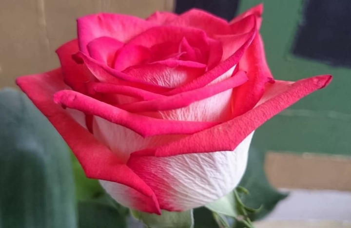 my rose