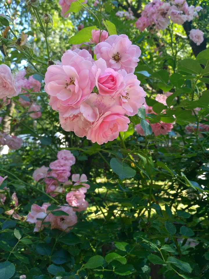 Pink tender roses (no filters)