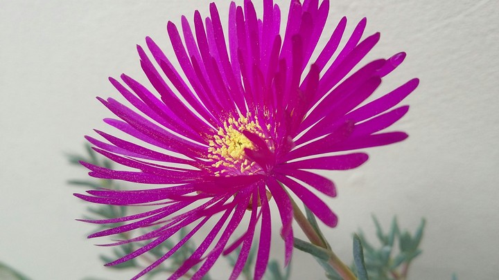 Flor