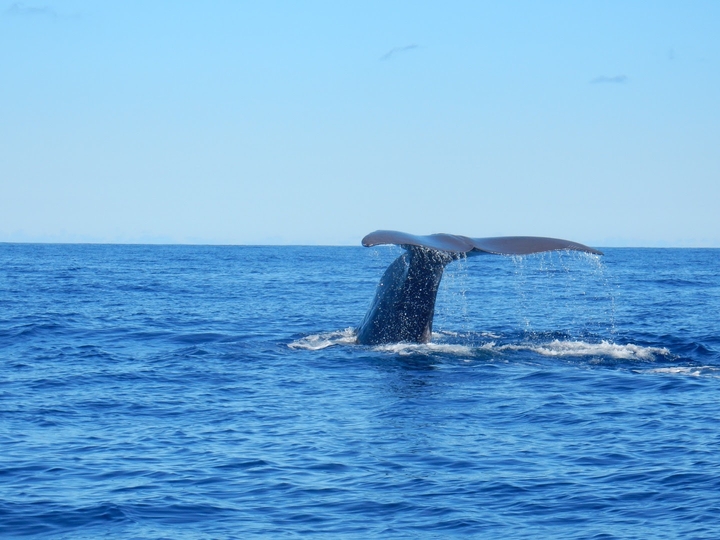 sperm whale