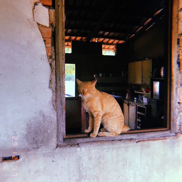 cats and windows