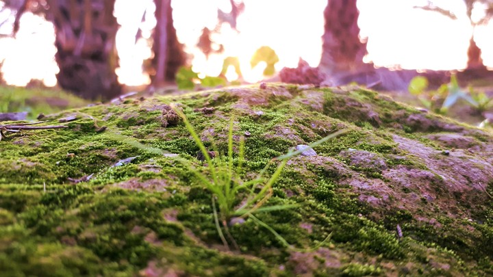 natural view
