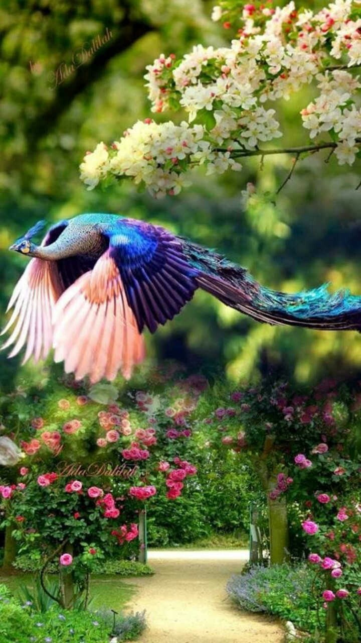 bird