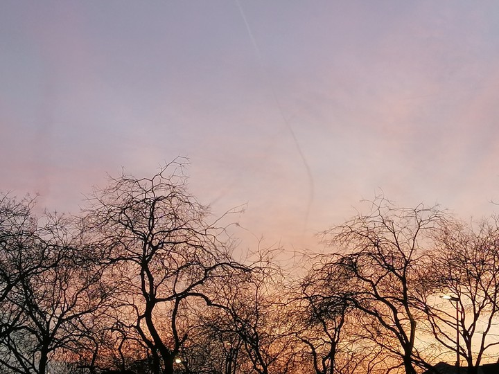arbre couché de soleil