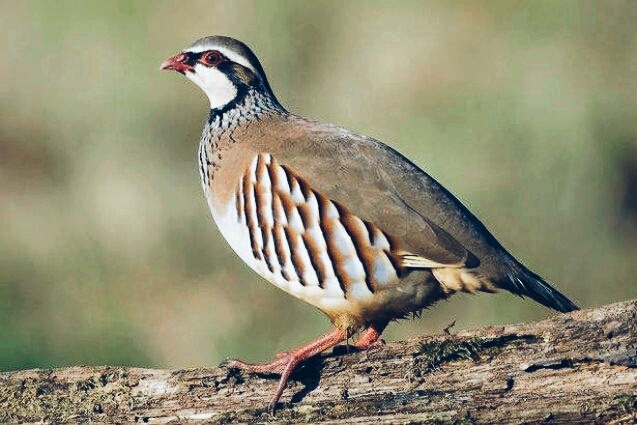 animal