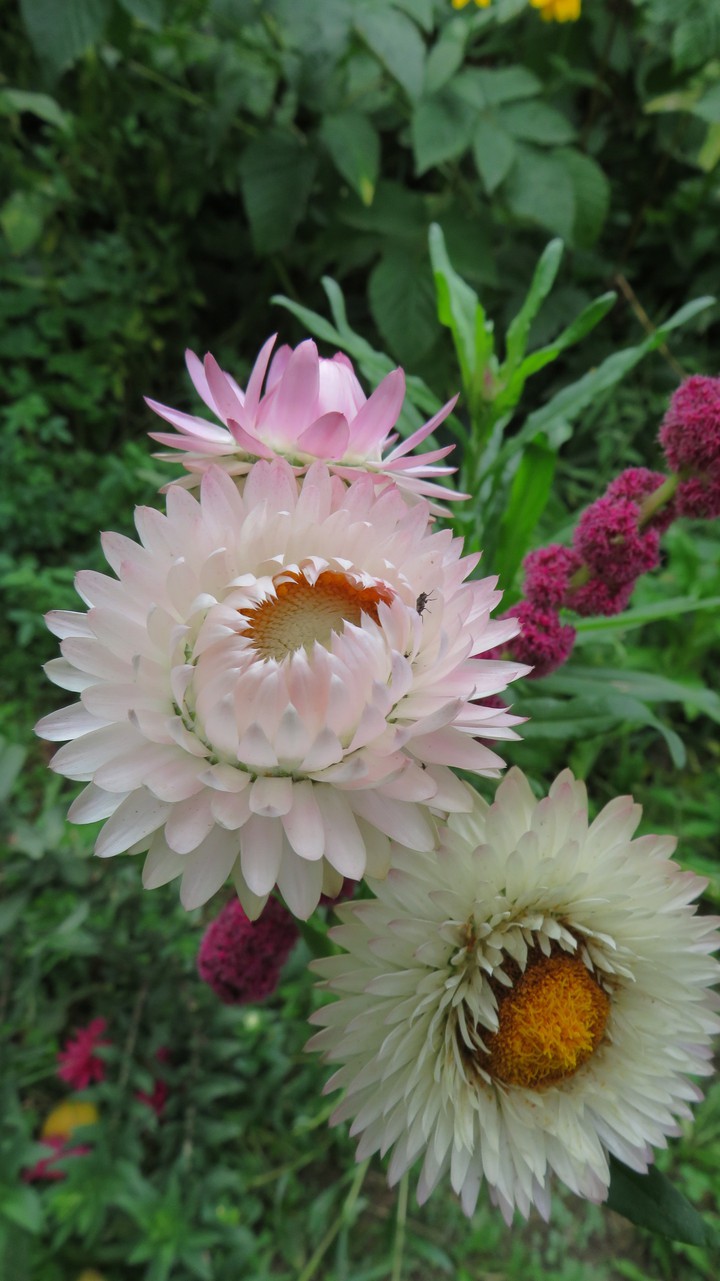 flowers