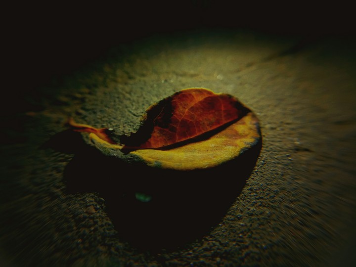 leaf